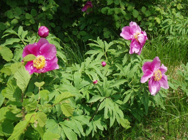 Paeonia officinalis subsp. italica / Peonia italica